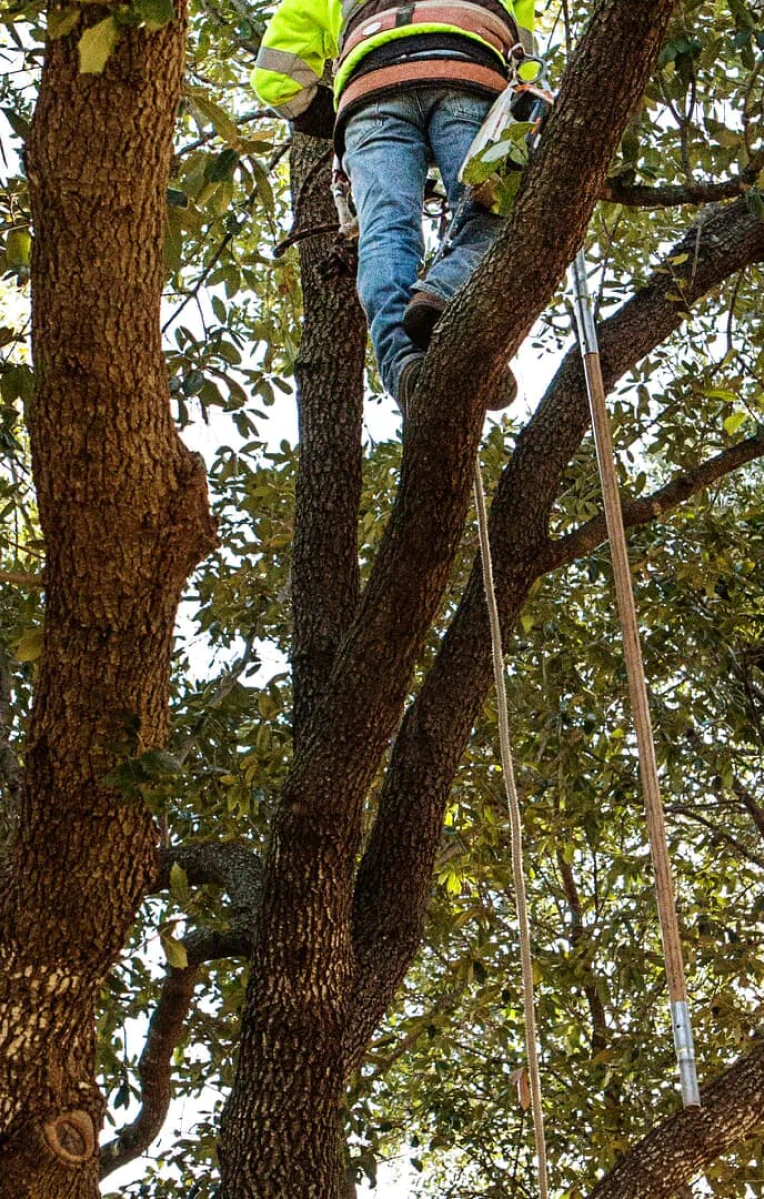 Practical Arboriculture That Solves Complex Property Challenges (Content Image)