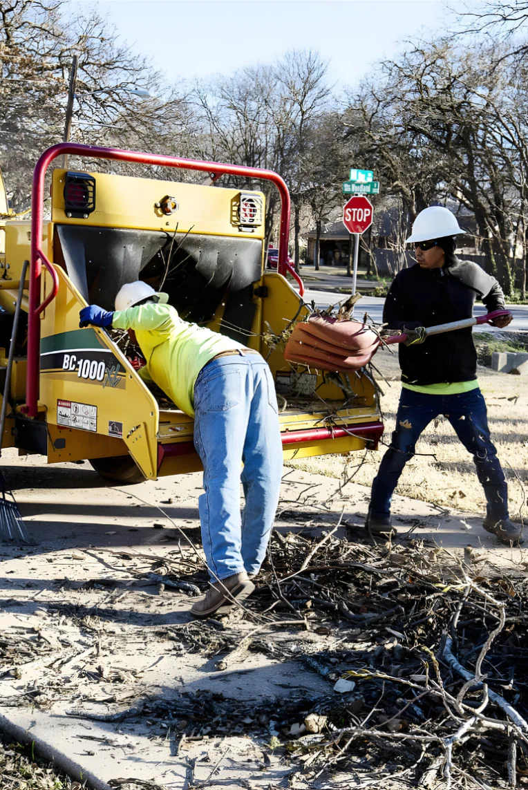 Tree Care That Protects More Than Your Property (Content Image)