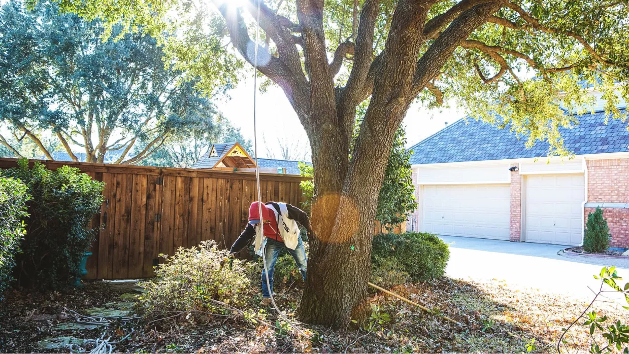 Tree Services