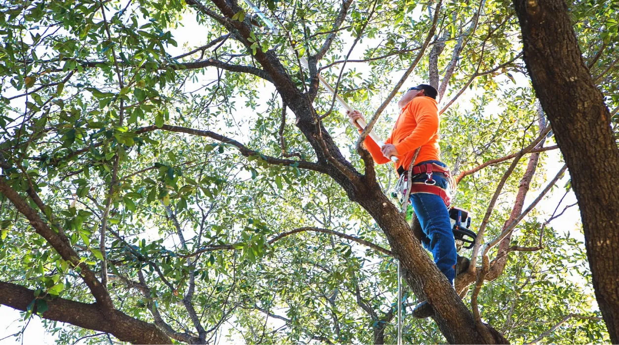 Tree Trimming